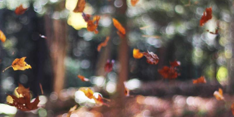 LK科技洞察：引领未来的三大软件开发趋势与科技公司战略布局