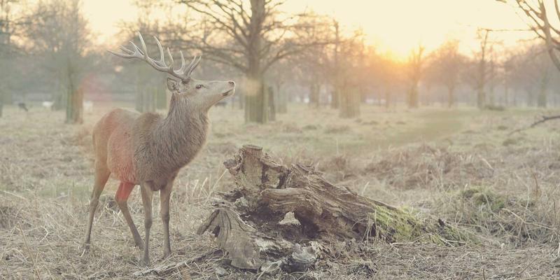 LK科技：编程服务如何驱动企业数字化转型与软件开发创新