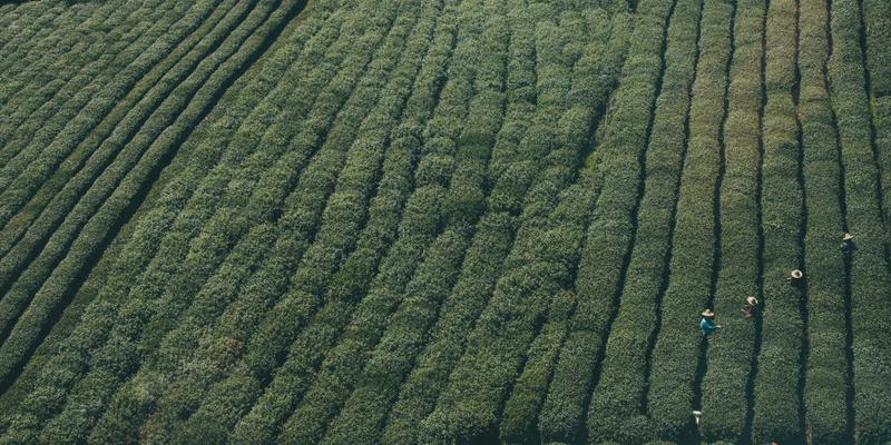 SD-WAN：科技公司的智能IT解决方案，如何重塑多分支机构网络连接与成本控制