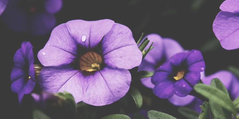 赋能高密度连接：Wi-Fi 6/6E技术如何重塑大型场馆的IT解决方案与软件开发新范式