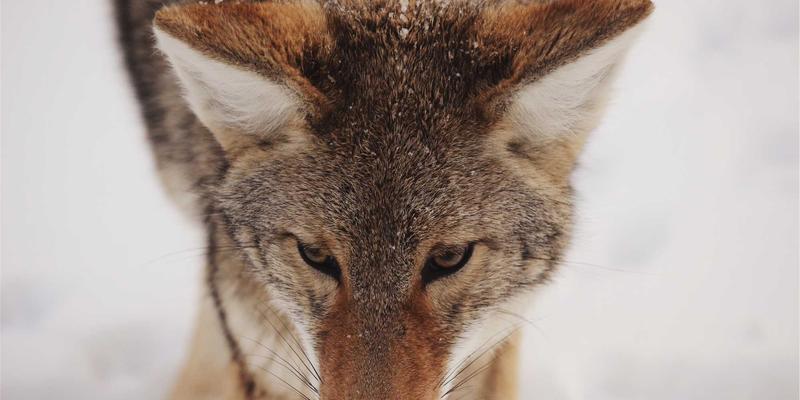 量子加密技术：科技公司与网络技术编程服务的未来安全革命